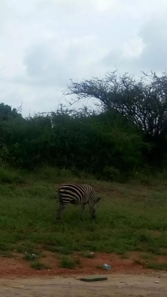 Malindi, Familienurlaub in Kenia, Mombasa Road Bild 5